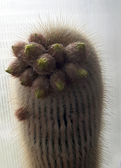 Нажмите на изображение для увеличения.  Название:	Notocactus leninghausii 10 06 2023 (10 06).jpg Просмотров:	0 Размер:	196.0 Кб ID:	522450