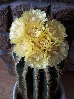 Нажмите на изображение для увеличения.

Название:	Notocactus warasii 2023.jpg
Просмотров:	457
Размер:	236.8 Кб
ID:	522545