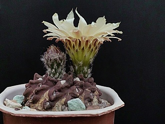 Нажмите на изображение для увеличения.

Название:	Neochilenia occulta 3.002.jpg
Просмотров:	379
Размер:	159.8 Кб
ID:	522653
