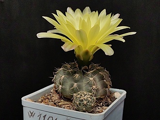 Нажмите на изображение для увеличения.

Название:	Gymnocalycium andreae v.svecianum 1.006.jpg
Просмотров:	430
Размер:	159.0 Кб
ID:	522680