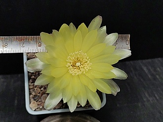 Нажмите на изображение для увеличения.

Название:	Gymnocalycium andreae v.svecianum 1.007.jpg
Просмотров:	426
Размер:	144.5 Кб
ID:	522681