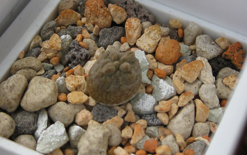 Нажмите на изображение для увеличения.

Название:	pseudolithos_cubiformis_6months.jpg
Просмотров:	221
Размер:	104.9 Кб
ID:	522738