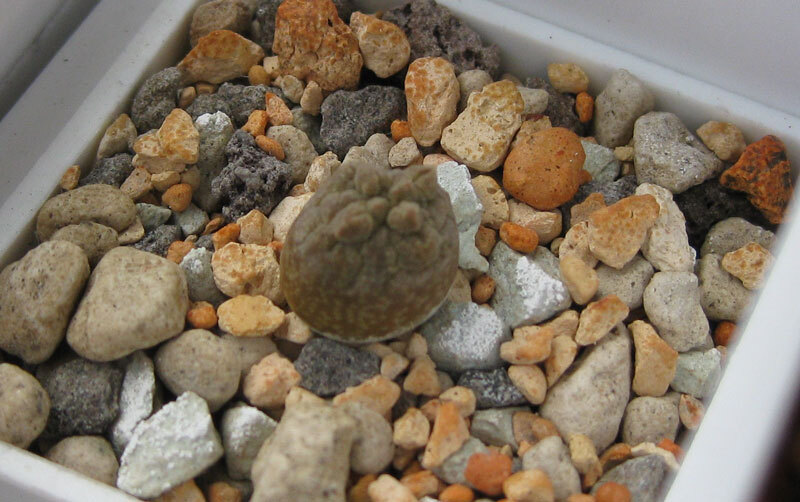 Нажмите на изображение для увеличения.

Название:	pseudolithos_cubiformis_6months.jpg
Просмотров:	195
Размер:	104.9 Кб
ID:	522738