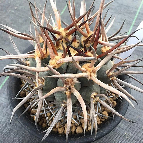 Нажмите на изображение для увеличения.

Название:	Gymnocalycium.jpg
Просмотров:	539
Размер:	190.6 Кб
ID:	522768