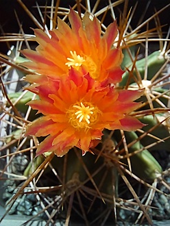 Нажмите на изображение для увеличения.

Название:	Ferocactus rodanthus2023.jpg
Просмотров:	444
Размер:	170.4 Кб
ID:	522821