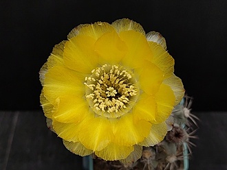 Нажмите на изображение для увеличения.

Название:	Acanthocalycium glaucum 1.005.jpg
Просмотров:	864
Размер:	134.2 Кб
ID:	522828