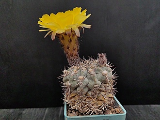 Нажмите на изображение для увеличения.

Название:	Acanthocalycium glaucum 1.004.jpg
Просмотров:	937
Размер:	193.8 Кб
ID:	522829