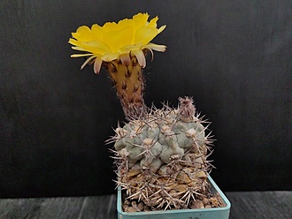 Нажмите на изображение для увеличения.

Название:	Acanthocalycium glaucum 1.004.jpg
Просмотров:	874
Размер:	193.8 Кб
ID:	522829