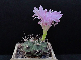 Нажмите на изображение для увеличения.  Название:	Gymnocalycium damsii ssp. evae v.boosii STO 1711 1. 004.jpg Просмотров:	0 Размер:	135.3 Кб ID:	522916