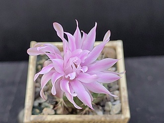 Нажмите на изображение для увеличения.  Название:	Gymnocalycium damsii ssp. evae v.boosii STO 1711 1. 005.jpg Просмотров:	0 Размер:	126.8 Кб ID:	522917