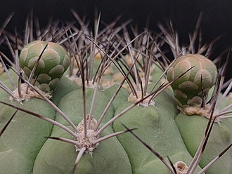 Нажмите на изображение для увеличения.

Название:	Gymnocalycium saglionis ssp.tilcarense 1.001.jpg
Просмотров:	955
Размер:	196.7 Кб
ID:	522974