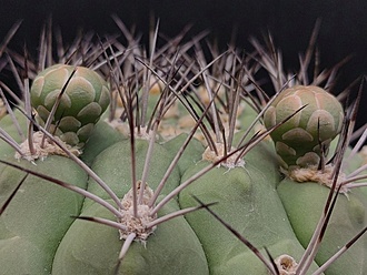 Нажмите на изображение для увеличения.

Название:	Gymnocalycium saglionis ssp.tilcarense 1.001.jpg
Просмотров:	863
Размер:	196.7 Кб
ID:	522974