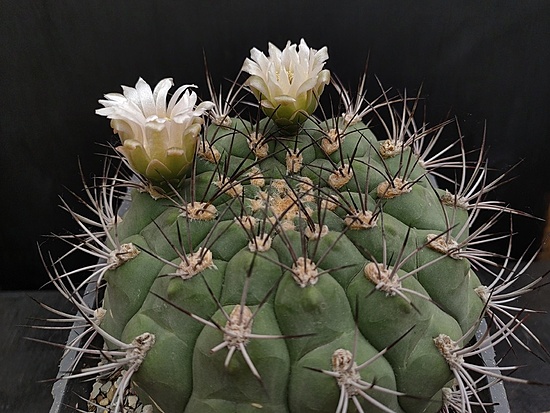 Нажмите на изображение для увеличения.

Название:	Gymnocalycium saglionis ssp.tilcarense 1.004.jpg
Просмотров:	861
Размер:	192.0 Кб
ID:	522975