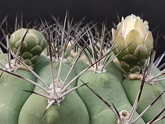 Нажмите на изображение для увеличения.

Название:	Gymnocalycium saglionis ssp.tilcarense 1.001a.jpg
Просмотров:	856
Размер:	223.1 Кб
ID:	522976