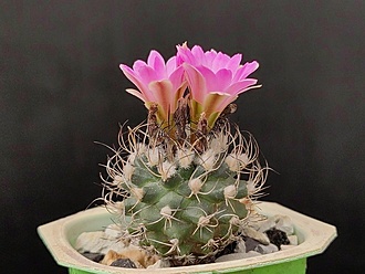 Нажмите на изображение для увеличения.

Название:	Turbinicarpus krainzianus v.lausseri 1.004.jpg
Просмотров:	647
Размер:	174.7 Кб
ID:	523074