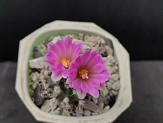 Нажмите на изображение для увеличения.

Название:	Turbinicarpus krainzianus v.lausseri 1.005.jpg
Просмотров:	627
Размер:	136.9 Кб
ID:	523075