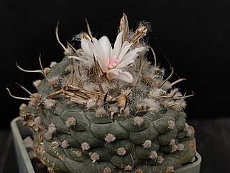 Нажмите на изображение для увеличения.

Название:	Turbinicarpus polaskii 1.006.jpg
Просмотров:	898
Размер:	182.1 Кб
ID:	523251