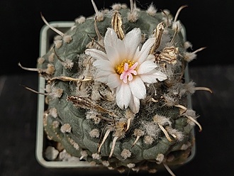 Нажмите на изображение для увеличения.

Название:	Turbinicarpus polaskii 1.007.jpg
Просмотров:	891
Размер:	185.6 Кб
ID:	523252