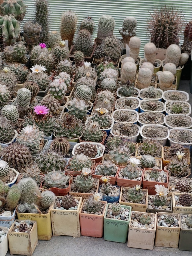 Нажмите на изображение для увеличения.

Название:	Turbinicarpus 002.jpg
Просмотров:	269
Размер:	321.0 Кб
ID:	523294