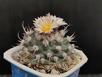 Нажмите на изображение для увеличения.

Название:	Turbinicarpus swobodae 1.004.jpg
Просмотров:	289
Размер:	190.4 Кб
ID:	523295