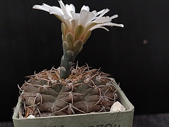 Нажмите на изображение для увеличения.

Название:	Gymnocalycium ferrari 1.005.jpg
Просмотров:	821
Размер:	136.3 Кб
ID:	523301