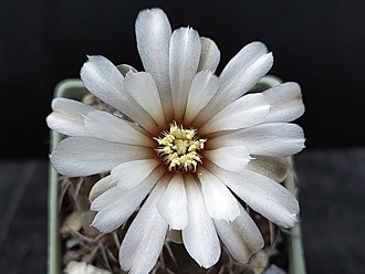 Нажмите на изображение для увеличения.

Название:	Gymnocalycium ferrari 1.006.jpg
Просмотров:	814
Размер:	161.2 Кб
ID:	523302