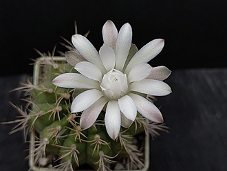 Нажмите на изображение для увеличения.

Название:	Gymnocalycium tudae 3.005.jpg
Просмотров:	268
Размер:	122.8 Кб
ID:	523298