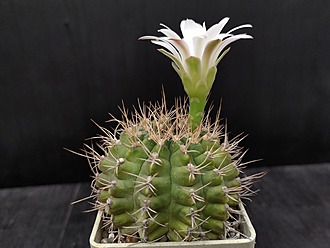 Нажмите на изображение для увеличения.

Название:	Gymnocalycium tudae 3.004.jpg
Просмотров:	289
Размер:	142.3 Кб
ID:	523299