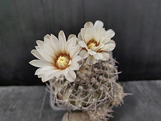 Нажмите на изображение для увеличения.

Название:	Gymnocalycium stellatum v.nigrispinum 1.007.jpg
Просмотров:	838
Размер:	149.9 Кб
ID:	523304