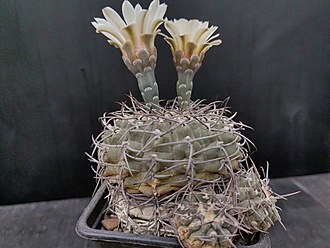 Нажмите на изображение для увеличения.

Название:	Gymnocalycium stellatum v.nigrispinum 1.006.jpg
Просмотров:	837
Размер:	197.5 Кб
ID:	523305