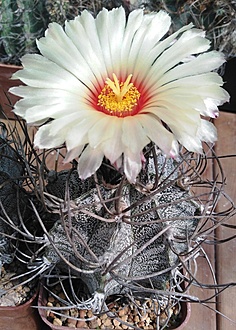 Нажмите на изображение для увеличения.

Название:	IMG_20230724_150452.jpg
Просмотров:	791
Размер:	242.7 Кб
ID:	523376