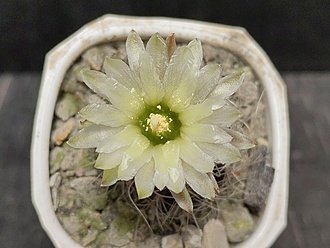 Нажмите на изображение для увеличения.

Название:	Horridocactus pulchellus KH 1125  003.jpg
Просмотров:	102
Размер:	154.6 Кб
ID:	537471