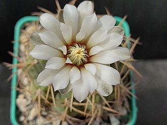 Нажмите на изображение для увеличения.

Название:	Gymnocalycium ochoterenai 1.007.jpg
Просмотров:	589
Размер:	158.3 Кб
ID:	523444