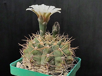 Нажмите на изображение для увеличения.

Название:	Gymnocalycium ochoterenai 1.006.jpg
Просмотров:	585
Размер:	185.7 Кб
ID:	523445