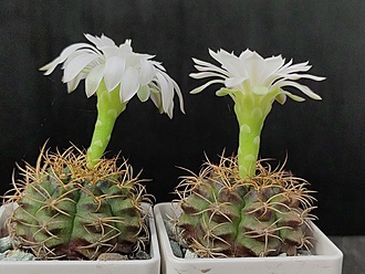 Нажмите на изображение для увеличения.

Название:	Gymnocalycium damsii v.torulosum 1&amp;2.002.jpg
Просмотров:	622
Размер:	192.2 Кб
ID:	523529
