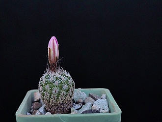 Нажмите на изображение для увеличения.

Название:	Turbinicarpus krainzianus v.lausseri 2.001a.jpg
Просмотров:	710
Размер:	119.6 Кб
ID:	523629