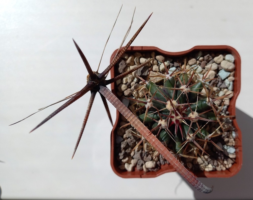 Нажмите на изображение для увеличения.

Название:	ferocactus herrerae.jpg
Просмотров:	826
Размер:	153.8 Кб
ID:	523715