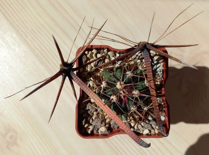 Нажмите на изображение для увеличения.

Название:	ferocactus herrerae1.jpg
Просмотров:	825
Размер:	174.3 Кб
ID:	523716