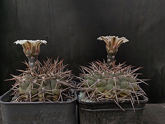 Нажмите на изображение для увеличения.

Название:	Gymnocalycium ochoterenai v.variispinum 1&amp;2.002.jpg
Просмотров:	442
Размер:	170.8 Кб
ID:	523725