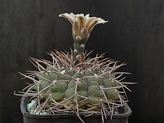 Нажмите на изображение для увеличения.

Название:	Gymnocalycium ochoterenai v.variispinum 2.002.jpg
Просмотров:	460
Размер:	159.6 Кб
ID:	523726