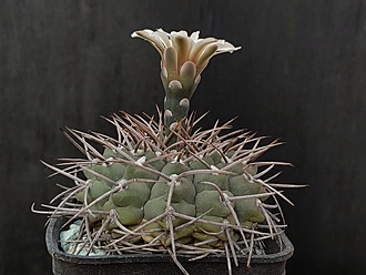 Нажмите на изображение для увеличения.

Название:	Gymnocalycium ochoterenai v.variispinum 2.002.jpg
Просмотров:	442
Размер:	159.6 Кб
ID:	523726