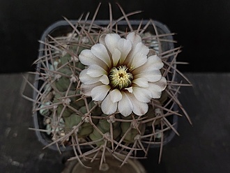 Нажмите на изображение для увеличения.

Название:	Gymnocalycium ochoterenai v.variispinum 2.003.jpg
Просмотров:	447
Размер:	132.7 Кб
ID:	523727