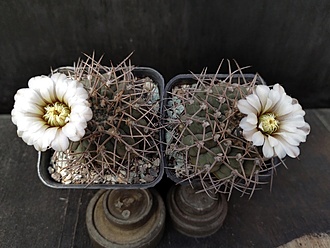 Нажмите на изображение для увеличения.

Название:	Gymnocalycium ochoterenai v.variispinum 1&amp;2.003.jpg
Просмотров:	463
Размер:	170.0 Кб
ID:	523728