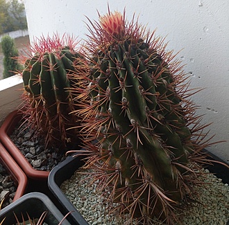 Нажмите на изображение для увеличения.

Название:	MG 422.4Ferocactus gracilis “coloratus” nice flat red spines, red fl..jpg
Просмотров:	822
Размер:	305.4 Кб
ID:	523772