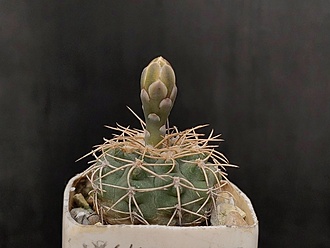 Нажмите на изображение для увеличения.

Название:	Gymnocalycium ochoterenai v.scoparium 001.jpg
Просмотров:	500
Размер:	129.5 Кб
ID:	523779