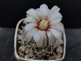 Нажмите на изображение для увеличения.

Название:	Gymnocalycium ochoterenai v.scoparium 003.jpg
Просмотров:	418
Размер:	144.0 Кб
ID:	523780