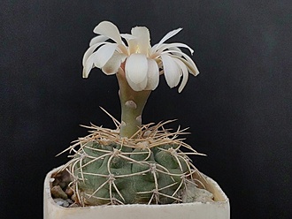Нажмите на изображение для увеличения.

Название:	Gymnocalycium ochoterenai v.scoparium 002.jpg
Просмотров:	501
Размер:	155.5 Кб
ID:	523781