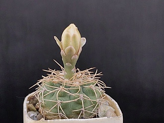 Нажмите на изображение для увеличения.

Название:	Gymnocalycium ochoterenai v.scoparium 001a.jpg
Просмотров:	499
Размер:	142.3 Кб
ID:	523782