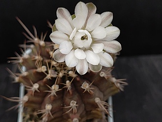 Нажмите на изображение для увеличения.  Название:	Gymnocalycium fricianum 2.003.jpg Просмотров:	0 Размер:	124.5 Кб ID:	523842