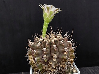 Нажмите на изображение для увеличения.  Название:	Gymnocalycium fricianum 2.002.jpg Просмотров:	0 Размер:	143.8 Кб ID:	523841